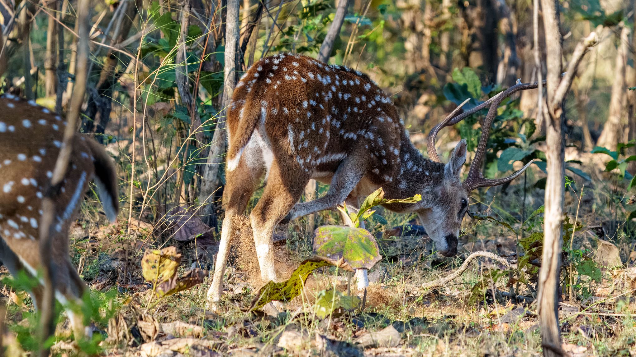 Axishirsch, Spotted Deer oder Chital, Axis axis